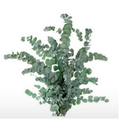 eucalyptus Eucalyptus BLUE Cinerea 'Silver Dollar' EC 50cm