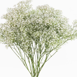 gypsophila Gypsophila Vivo Million Star 250 gr