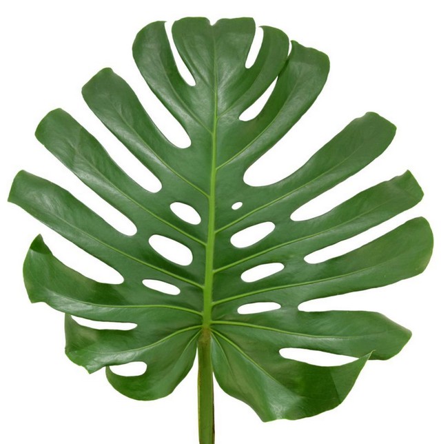 monstera MONSTERA LEAF