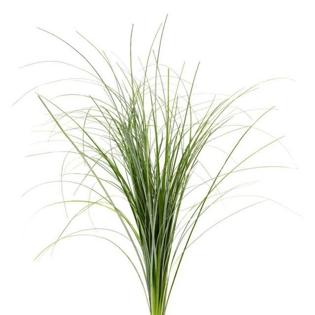 lily LILY GRASS BUNCH