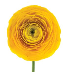 ranunculus Ranunculus Yellow 30/40 cm