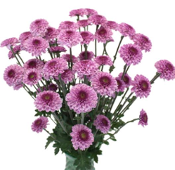 pompon button POMPON BUTTON PINK SWEET 70CM