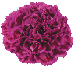 carnation CARNATION PURP B/C NOBBIO VIOLET STANDARD