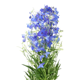 delphinium DELPHINIUM BELLADONNA VOLKERFRIEDEN