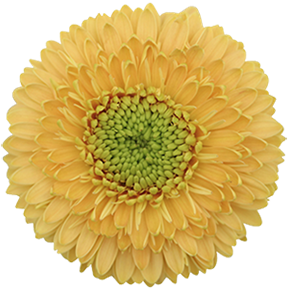 Wholesale Gerpoms